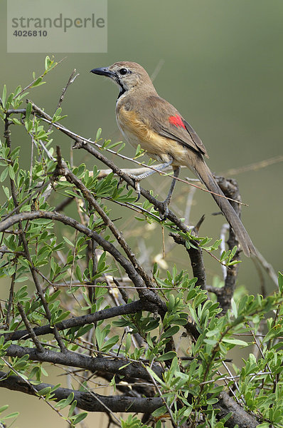 Buschwürger (Rhodophoneus cruentus)  Samburu National Reserve  Kenia  Ostafrika  Afrika