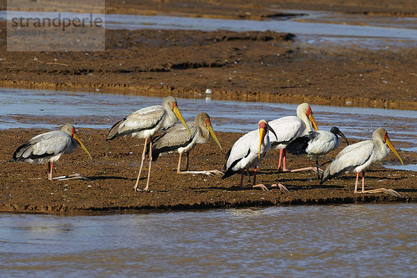 Nimmersatt (Mycteria ibis)  Gruppe ruht auf einer Sandbank  Samburu National Reserve  Kenia  Ostafrika  Afrika