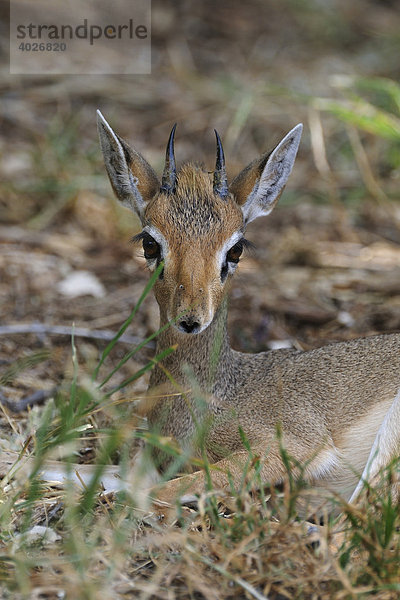 Günther-Dikdik (Madoqua guentheri)  Samburu National Reserve  Kenia  Ostafrika  Afrika