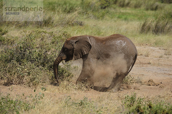 Afrikanischer Elefant (Loxodonta africana)  Jungtier beim Staubbad  Samburu National Reserve  Kenia  Ostafrika  Afrika