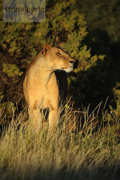 Löwe (Panthera leo)  Weibchen im ersten Licht  Samburu National Reserve  Kenia  Ostafrika  Afrika