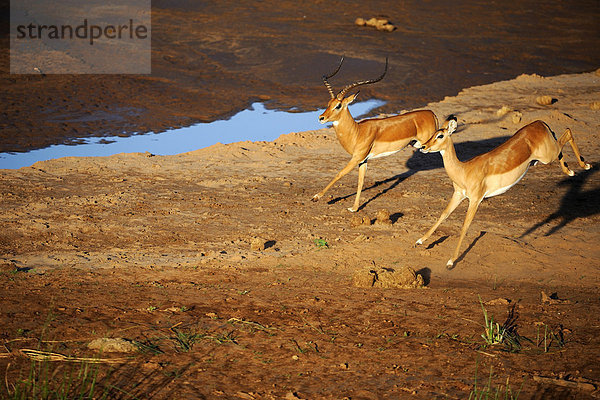Impalas  Schwarzfersenantilopen (Aepyceros melampus)  springend  im ersten Licht  Samburu National Reserve  Kenia  Ostafrika  Afrika