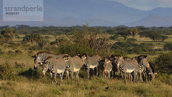 Grevyzebras (Equus grevyi)  Herde in der Landschaft  Samburu National Reserve  Kenia  Ostafrika  Afrika