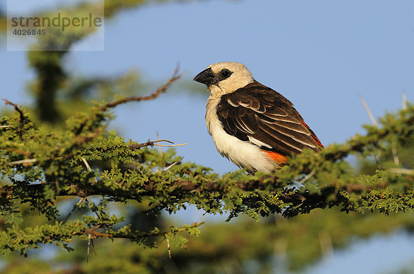 Starweber (Dinemellia dinemelli)  Samburu National Reserve  Kenia  Ostafrika  Afrika