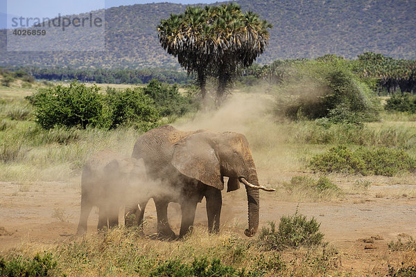 Afrikanische Elefanten (Loxodonta africana) beim Staubbad  Samburu National Reserve  Kenia  Ostafrika  Afrika