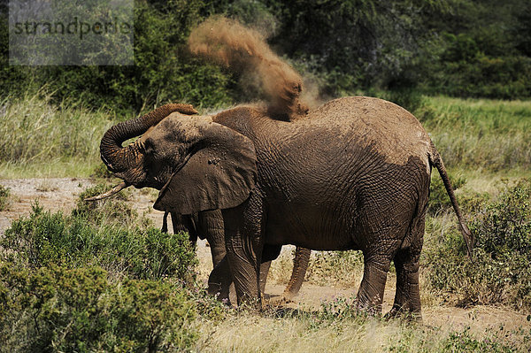 Afrikanische Elefanten (Loxodonta africana) beim Staubbad  Samburu National Reserve  Kenia  Ostafrika  Afrika
