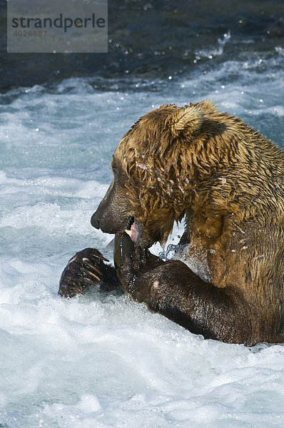Braunbär (Ursus arctos) mit Beute  Lachs  Brooks River  Brooks Falls  Katmai Nationalpark  Alaska  USA  Nordamerika
