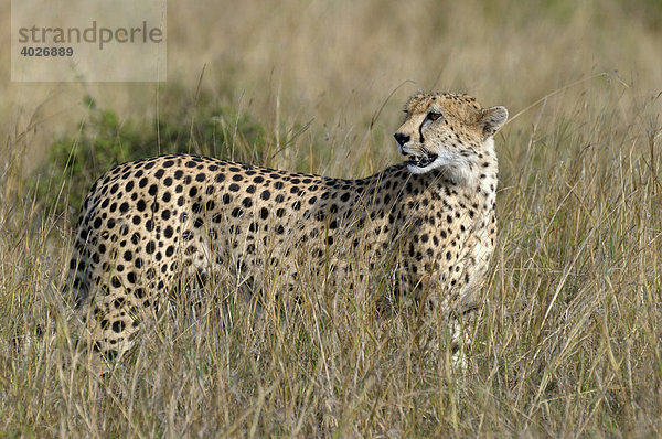 Gepard (Acinonyx jubatus)  Masai Mara  Nationalpark  Kenia  Ostafrika  Afrika