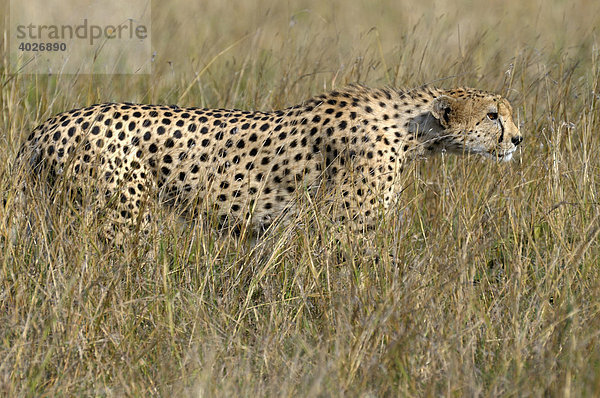 Gepard (Acinonyx jubatus)  Masai Mara  Nationalpark  Kenia  Ostafrika  Afrika