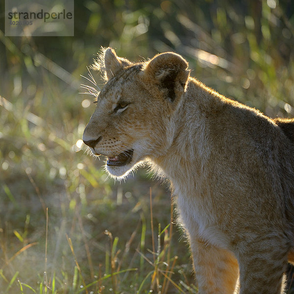 Löwe (Panthera leo)  Jungtier im ersten Licht  Masai Mara  Nationalpark  Kenia  Ostafrika  Afrika