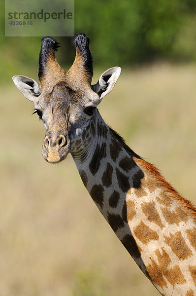 Massai-Giraffe (Giraffa camelopardalis tippelskirchi)  Portrait  Masai Mara  Nationalpark  Kenia  Ostafrika  Afrika