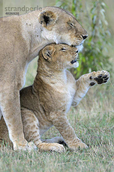 Löwe (Panthera leo)  Weibchen und Junges beim Schmusen  Masai Mara  Nationalpark  Kenia  Ostafrika  Afrika