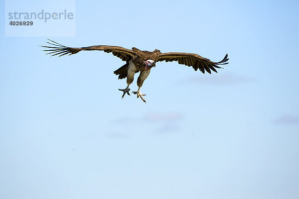 Ohrengeier (Aegypius tracheliotus) im Flug  Masai Mara  Nationalpark  Kenia  Ostafrika  Afrika