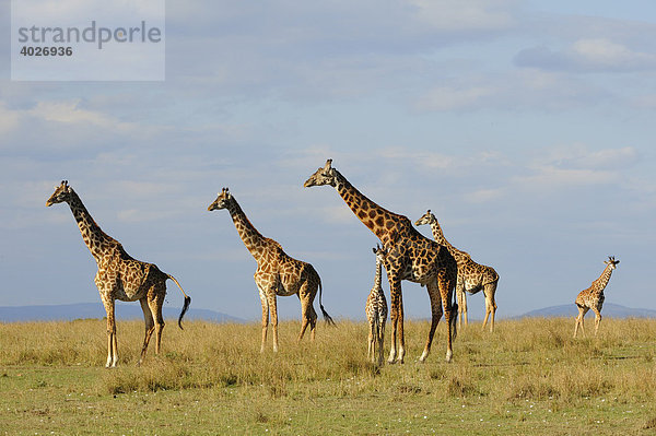Massai-Giraffen (Giraffa camelopardalis tippelskirchi) Gruppe in der Steppe  Masai Mara  Nationalpark  Kenia  Ostafrika  Afrika