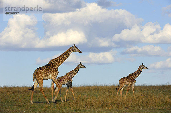 Massai-Giraffen (Giraffa camelopardalis tippelskirchi) Gruppe in der Steppe  Weibchen mit zwei Jungtieren  Masai Mara  Nationalpark  Kenia  Ostafrika  Afrika