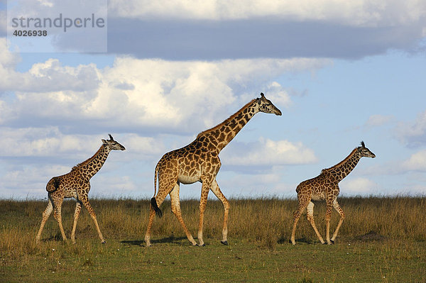 Massai-Giraffen (Giraffa camelopardalis tippelskirchi) Gruppe in der Steppe  Weibchen mit zwei Jungtieren  Masai Mara  Nationalpark  Kenia  Ostafrika  Afrika