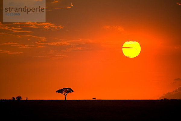 Sonnenuntergang in der Mara  Masai Mara  Nationalpark  Kenia  Ostafrika  Afrika