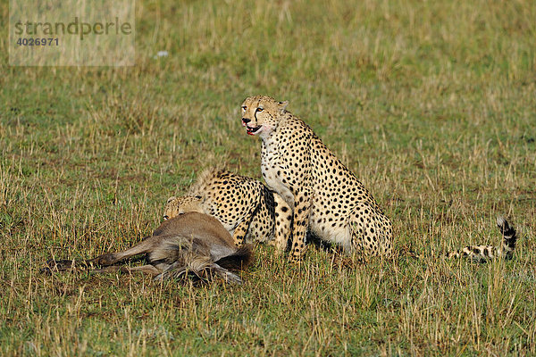 Gepard (Acinonyx jubatus)  Geparde mit Beute  Weißbartgnu (Connochaetes taurinus albojubatos)  Jungtier  Masai Mara  Nationalpark  Kenia  Ostafrika  Afrika