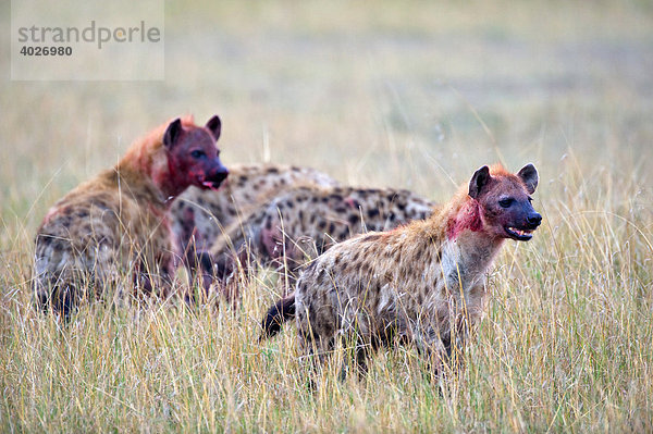 Tüpfelhyäne (Crocuta crocuta)  Hyänen an Jagdbeute  Masai Mara  Nationalpark  Kenia  Ostafrika  Afrika