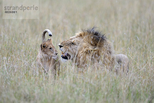 Löwe (Panthera leo)  kapitaler Mähnenlöwe spielt mit Jungem  Masai Mara  Nationalpark  Kenia  Ostafrika  Afrika