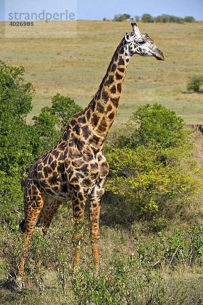 Massai-Giraffe (Giraffa camelopardalis tippelskirchi)  Masai Mara  Nationalpark  Kenia  Ostafrika  Afrika