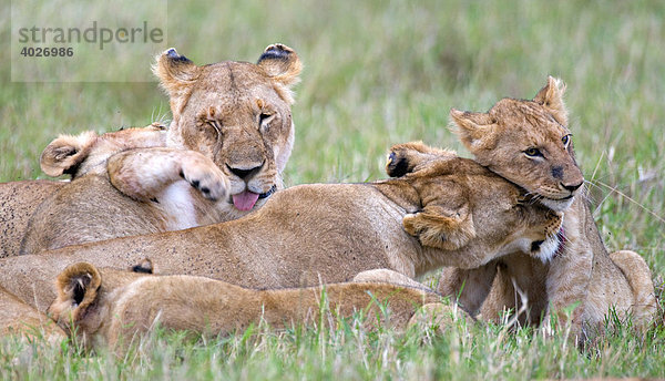 Löwe (Panthera leo)  Löwinnen mit Jungen  Sozialverhalten  Masai Mara  Nationalpark  Kenia  Ostafrika  Afrika