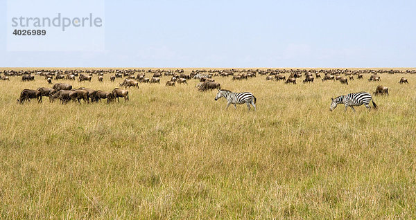 Weißbartgnus (Connochaetes taurinus albojubatus) und Steppenzebras (Equus quagga boehmi)  Masai Mara  Nationalpark  Kenia  Ostafrika  Afrika
