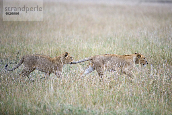 Löwe (Panthera leo)  zwei spielende Jungtiere  Masai Mara  Nationalpark  Kenia  Ostafrika  Afrika