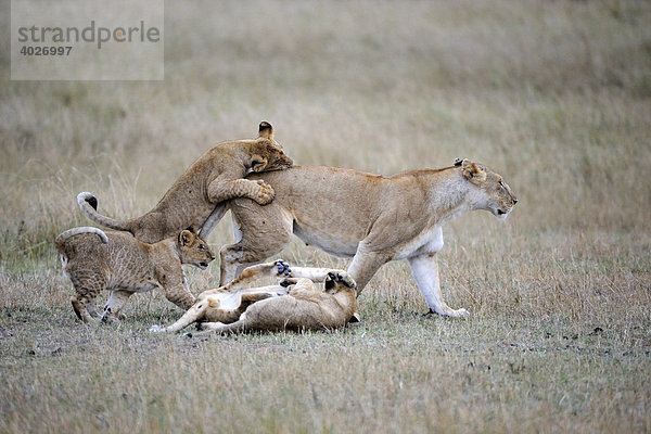 Löwe (Panthera leo)  Löwin spielt mit Jungen  Masai Mara  Nationalpark  Kenia  Ostafrika  Afrika