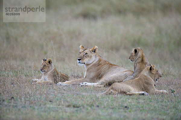 Löwe (Panthera leo)  Löwin mit Jungen  Masai Mara  Nationalpark  Kenia  Ostafrika  Afrika