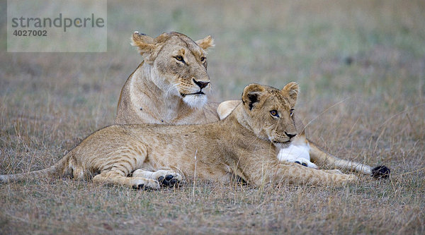 Löwe (Panthera leo)  Löwin mit Jungtier  Masai Mara  Nationalpark  Kenia  Ostafrika  Afrika