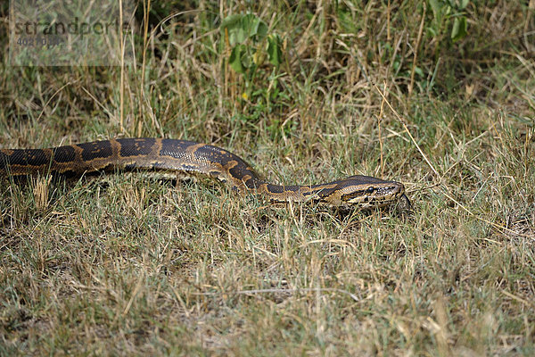 Nördlicher Felsenpython (Python sebae)  Masai Mara  Nationalpark  Kenia  Ostafrika  Afrika