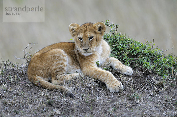 Löwe (Panthera leo)  Jungtier  Masai Mara  Nationalpark  Kenia  Ostafrika  Afrika