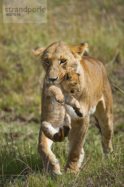 Löwe (Panthera leo)  Löwin trägt Junges im Maul  Masai Mara  Nationalpark  Kenia  Ostafrika  Afrika