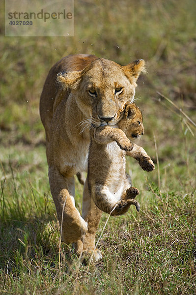 Löwe (Panthera leo)  Löwin trägt Junges im Maul  Masai Mara  Nationalpark  Kenia  Ostafrika  Afrika