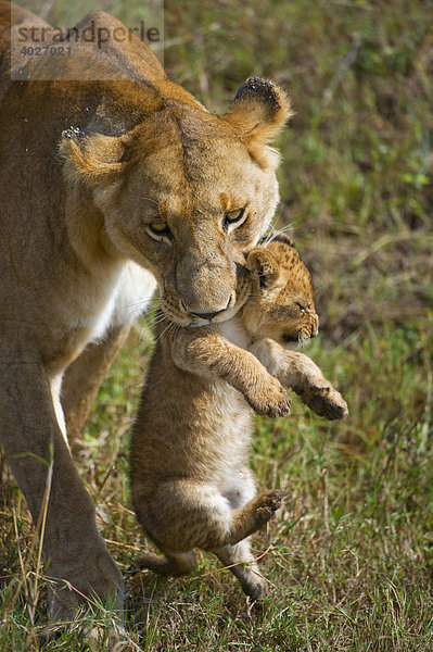 Löwe (Panthera leo)  Löwin trägt Junges im Maul  Masai Mara  Nationalpark  Kenia  Ostafrika  Afrika