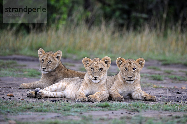 Löwe (Panthera leo)  Junglöwen  Masai Mara  Nationalpark  Kenia  Ostafrika  Afrika
