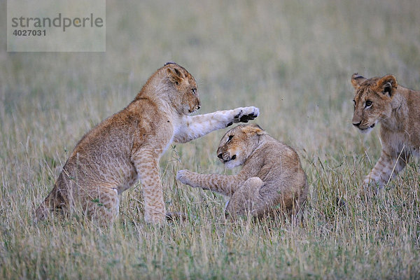 Löwe (Panthera leo)  spielende Junglöwen  Masai Mara  Nationalpark  Kenia  Ostafrika  Afrika