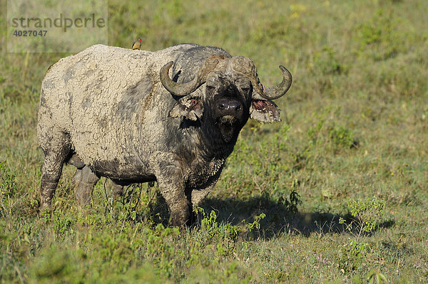 Afrikanischer Büffel (Syncerus caffer)  Lake Nakuru  Nationalpark  Kenia  Ostafrika  Afrika