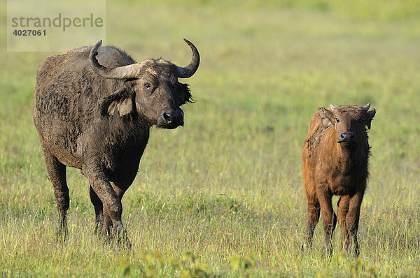 Afrikanischer Büffel (Syncerus caffer)  Kuh mit Kalb  Lake Nakuru  Nationalpark  Kenia  Ostafrika  Afrika