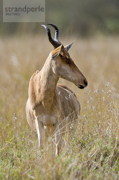 Kuhantilope oder Kongoni (Alcelaphus buselaphus)  Masai Mara  Nationalpark  Kenia  Ostafrika  Afrika