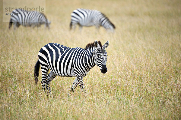 Steppenzebras (Equus quagga boehmi)  Masai Mara  Nationalpark  Kenia  Ostafrika  Afrika