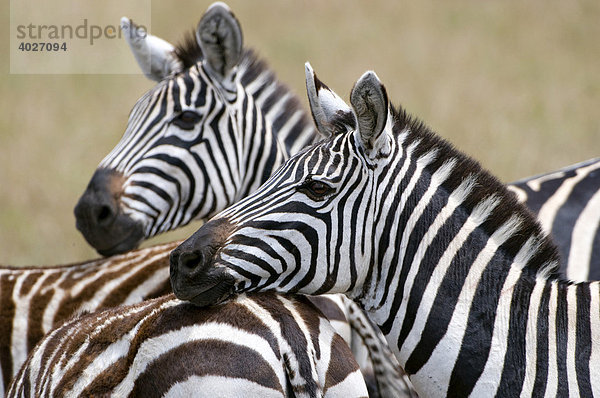 Steppenzebras (Equus quagga boehmi)  Sozialverhalten  Masai Mara  Nationalpark  Kenia  Ostafrika  Afrika