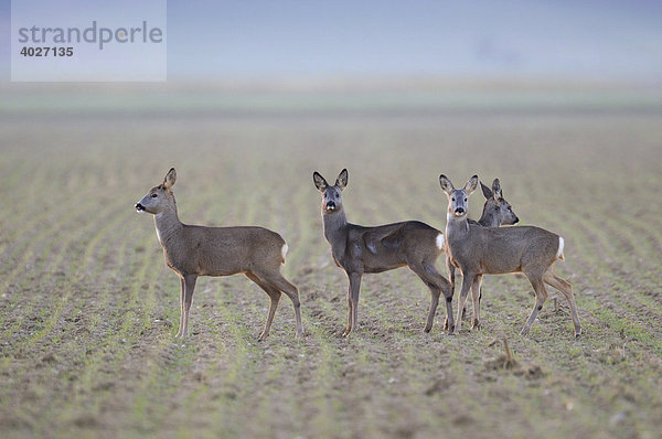 Reh (Capreolus capreolus)  ein Sprung Rehe in der Feldflur  Schwäbische Alb  Baden-Württemberg  Deutschland  Europa