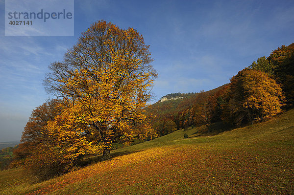 Herbst  NSG-Oberes Lenninger-Tal mit Gelbem Fels  Schwäbische Alb  Baden-Württemberg  Deutschland  Europa