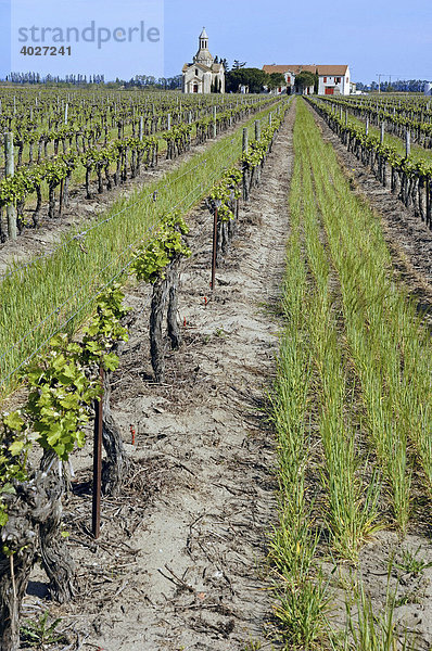 Weingut Mas le Pive und Weinberg  Camargue  Gard  Languedoc-Roussillon  Südfrankreich  Frankreich  Europa