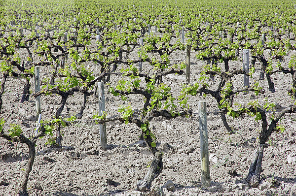 Weinberg im Frühling  Camargue  Gard  Languedoc-Roussillon  Südfrankreich  Frankreich  Europa