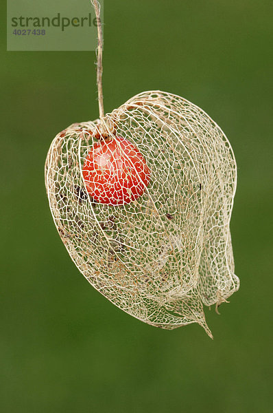 Lampionblume  Judenkirsche  Blasenkirsche (Physalis franchetii  Physalis alkekengi)  Frucht