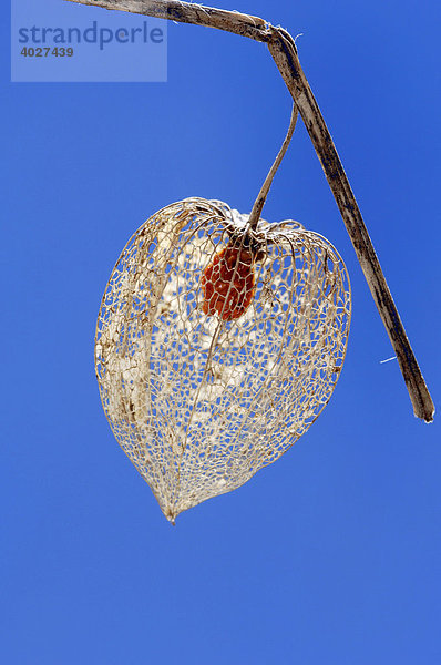 Lampionblume  Judenkirsche  Blasenkirsche (Physalis franchetii  Physalis alkekengi)  Frucht