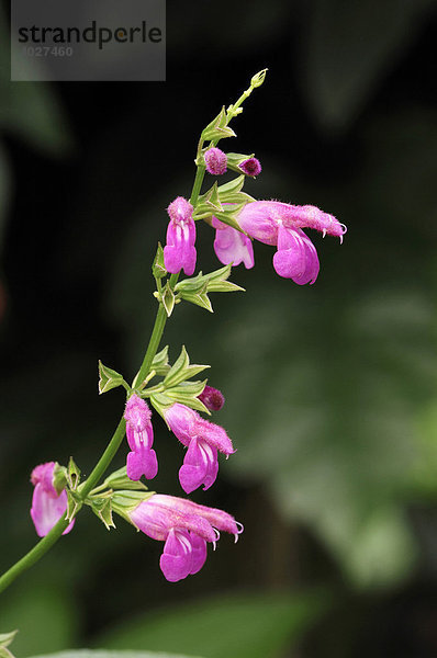 Chiapas-Salbei (Salvia chiapensis)